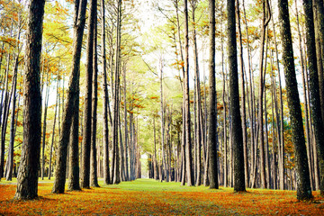 Pine forest in autumn nature landscape