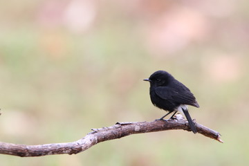 bird on a branch