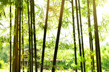 Naklejka premium Bamboo tree green nature background concept