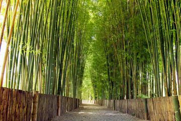 Walkway bamboo tunnel with shadow of light
