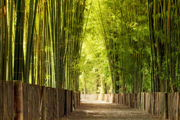 Walkway bamboo tunnel with shadow of light