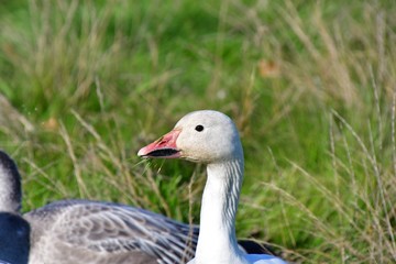 A   closeup of a Snow Goose face.   Richmond BC Canada