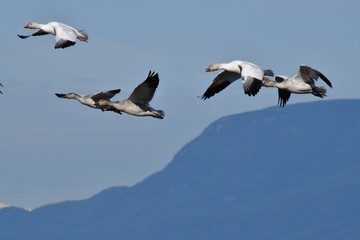 Fototapeta premium A flock of Snow Geese flying together. Richmond BC Canada