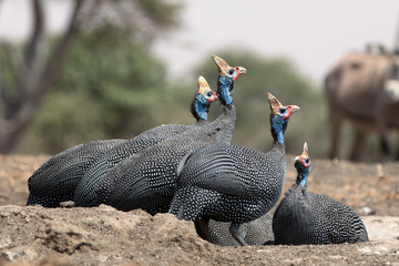 The helmeted guineafowl is the best known of the guineafowl bird family, Numididae, and the only...