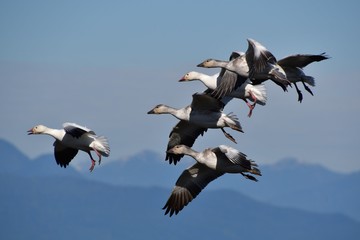 A flock of Snow Geese flying together.   Richmond BC Canada