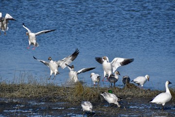 Fototapeta na wymiar A photo of Snow Geese landing to the shallow. Richmond BC Canada