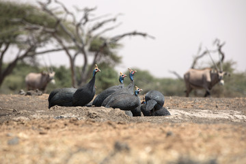 Obraz premium The helmeted guineafowl is the best known of the guineafowl bird family, Numididae, and the only member of the genus Numida.