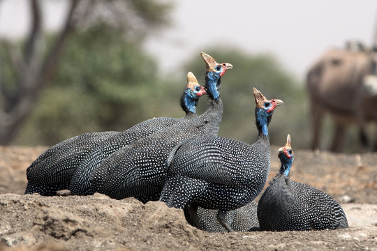 The helmeted guineafowl is the best known of the guineafowl bird family, Numididae, and the only member of the genus Numida.