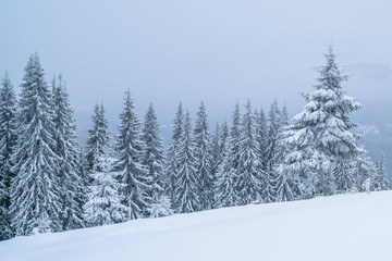 Winter mountains landscape of Carpathians hill and christmas tree snow covered