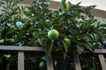 Tree branches with green leaves and unripe mandarin fruits