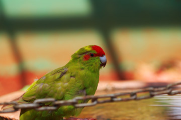 exotic colorful Birds,sparrow, parrot in cage playful and beautiful