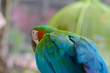 Scarlet macaws (Ara macao)