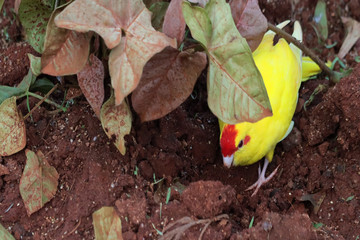 exotic colorful Birds,sparrow, parrot in cage playful and beautiful