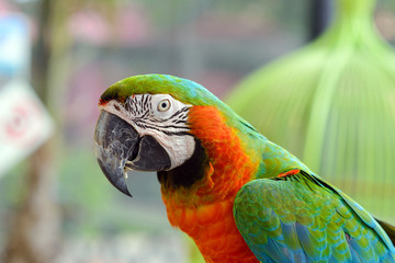 Scarlet macaws (Ara macao)