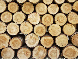 timber pattern
