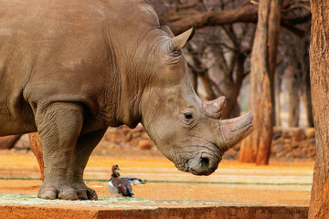 Obraz premium Portrait of a male bull white Rhino grazing in Etosha National park, Namibia. Wild african animals. Close up of a rhino
