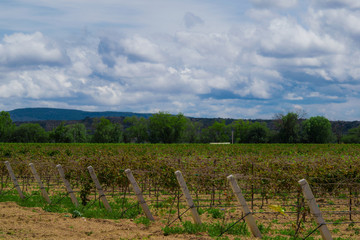 Fototapeta na wymiar vineyard landscape
