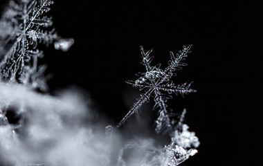 snowflake, little snowflake on the snow