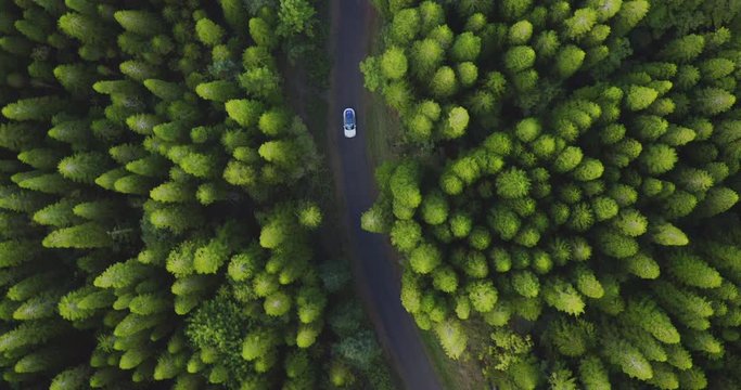 Aerial view of a white car driving on a country road surrounded by a green pine tree forest, car driving in nature, green sustainable transportation concept