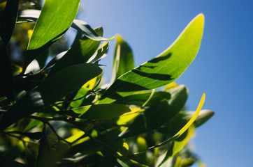 green leaves against blue sky