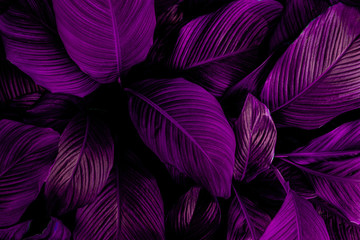 Fototapety  leaves of Spathiphyllum cannifolium, abstract dark purple texture, nature background, tropical leaf 