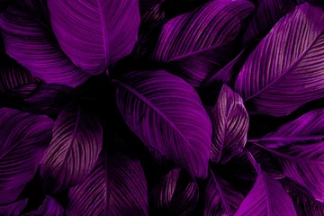 Foto op Canvas leaves of Spathiphyllum cannifolium, abstract dark purple texture, nature background, tropical leaf  © Nabodin