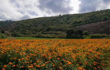 field of cempasuchil, the day of the dead traditional flowers in mexico
