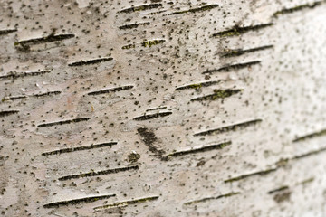 Background of birch bark close-up. Plane of birch trunk surface