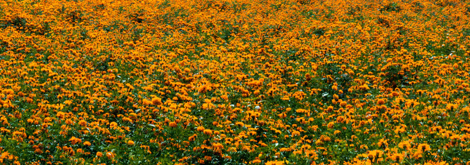 Field of cempasuchil flower for the day of the dead celebration in mexico