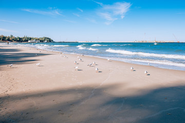 Beautiful view of the ocean with seagulls at sunny day. Seaview with big birds walking.