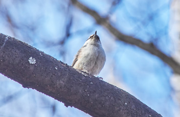 nuthatch bird on a tree