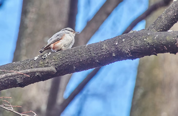 Naklejka premium nuthatch bird on a tree