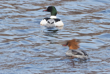 Goosander duck on the river