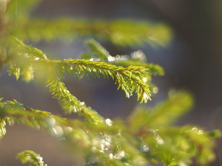 branches spruce in the forest. Spring