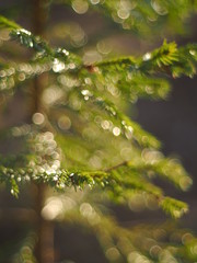 branches spruce in the forest. Spring