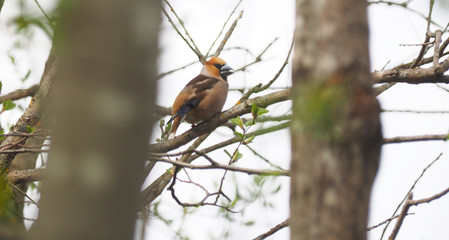 grosbeak bird in the forest