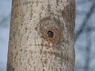 Obraz premium hollow in the aspen. spring forest