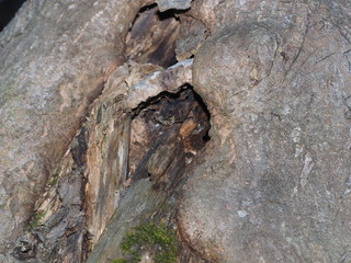 hollow in the aspen. spring forest