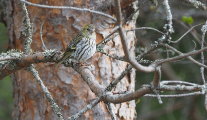 Siskin bird on a tree. spring forest