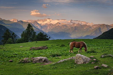 Sunrise with a horse in Pyrennes. At the background: Maladeta range and Aneto, viewed from Varradós valley (Val d'Aran, Catalonia)