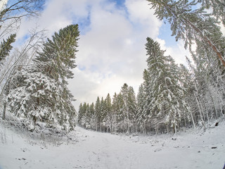 winter in the forest. taiga