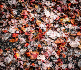 Herbstlaub 2