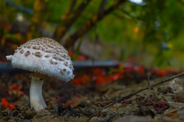 top view of mushroom,small mushroom