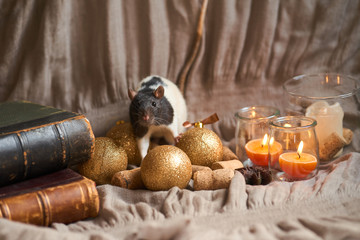 Happy New Year. Cute white and grey domestic rat in  New Year's decor, toys and candles. Rat is 2020 new year symbol.