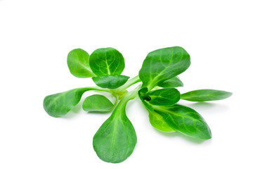 Fresh juicy green corn salad isolated on white background