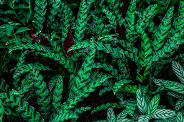 abstract green leaf texture, nature pattern background, tropical leaf