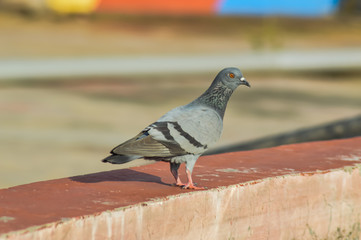 pigeon birds,dove birds south African