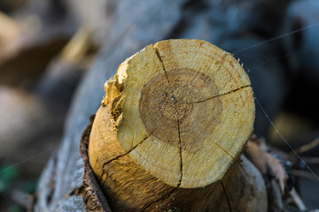 cut of tree on wooden background