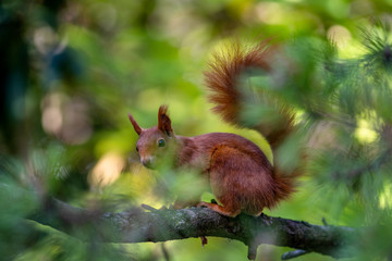 Eichhörnchen