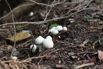 ホコリタケ 幼菌 キノコ